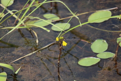 Utricularia macrorhiza image