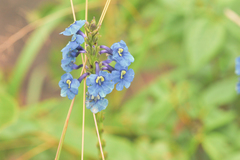 Stachytarpheta gesnerioides