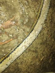 Coelognathus flavolineatus