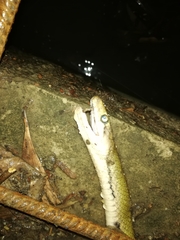 Coelognathus flavolineatus