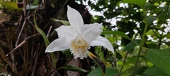 Sobralia chrysostoma