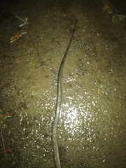 Coelognathus flavolineatus