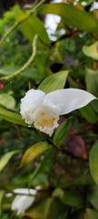 Sobralia chrysostoma
