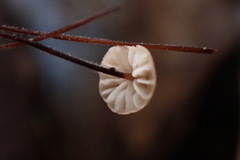 Marasmius limosus