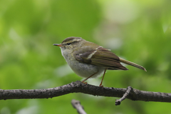 Phylloscopus humei