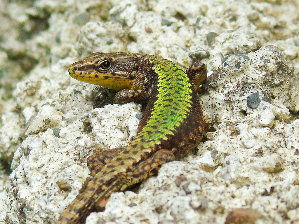 Clarks' Lizard