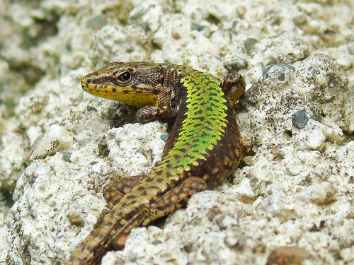 Charnali Lizard, Darevskia clarkorum