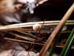 Marasmius limosus