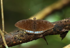 Tanaecia whiteheadi