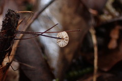 Marasmius limosus