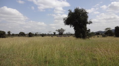 Connochaetes taurinus albojubatus