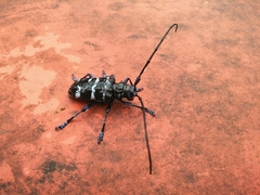 Anoplophora wusheana