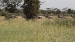 Connochaetes taurinus albojubatus