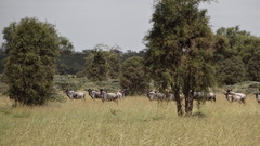 Connochaetes taurinus albojubatus