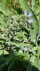 Echium lusitanicum