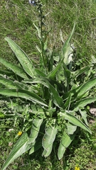 Echium lusitanicum