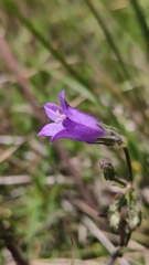 Campanula sibirica
