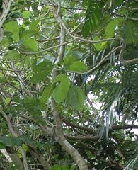 Dendrocnide kotoensis