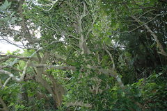 Dendrocnide kotoensis