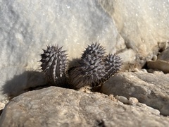 Hoodia currorii