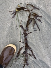 Desmarestia herbacea