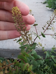 Lepidium perfoliatum