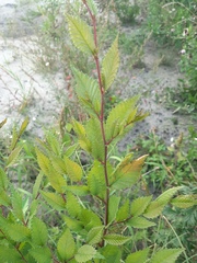 Ulmus pumila