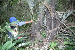Calamus siphonospathus sublaevis