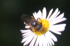 Stelis