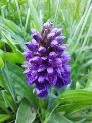 Dactylorhiza purpurella