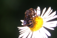 Stelis