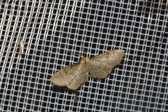Idaea fuscovenosa