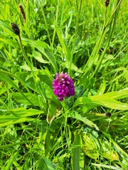 Dactylorhiza purpurella