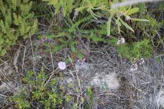 Agathosma lanceolata