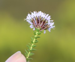 Agathosma lanceolata