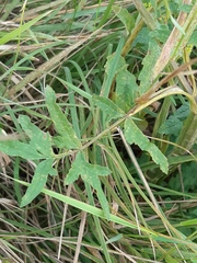 Pastinaca sativa