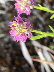 Polygala mariana