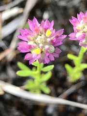 Polygala mariana