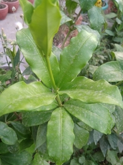 Allamanda cathartica