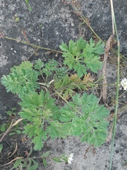 Artemisia absinthium