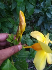 Allamanda cathartica