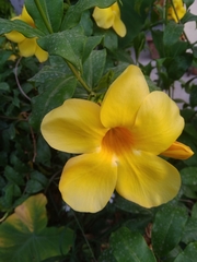 Allamanda cathartica