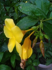 Allamanda cathartica