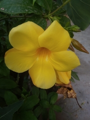 Allamanda cathartica