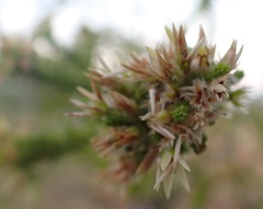 Calytrix achaeta