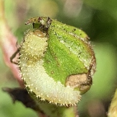 Insecta