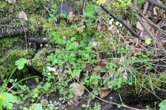 Cardamine prorepens