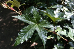 Rubus reflexus lanceolobus