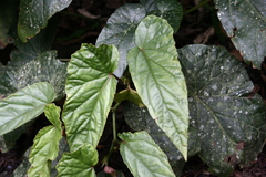 Begonia longifolia