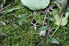 Fodina contigua